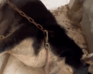 Part2 Animals Rescue #dogrescue #rescuedog #dogsofttiktok #foryoupage #foryou #dogs