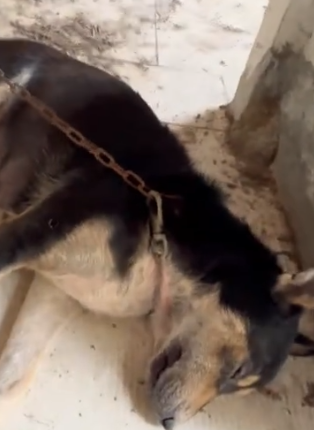 Part2 Animals Rescue #dogrescue #rescuedog #dogsofttiktok #foryoupage #foryou #dogs