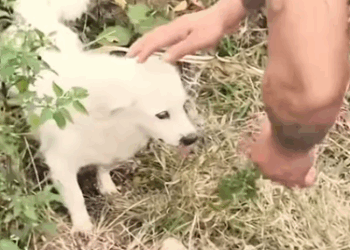 Part2 Animals Rescue #dogrescue #rescuedog #dogsofttiktok #foryoupage #foryou #dogs