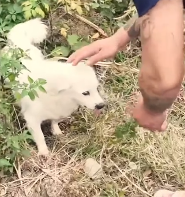 Part2 Animals Rescue #dogrescue #rescuedog #dogsofttiktok #foryoupage #foryou #dogs