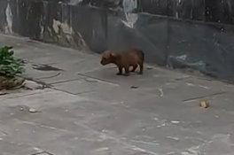 Part2 Animals Rescue #dogrescue #rescuedog #dogsofttiktok #foryoupage #foryou #dogs