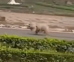 A woman was returning from buying food when she saw this poor dog wandering the street with a leash wrapped_part2