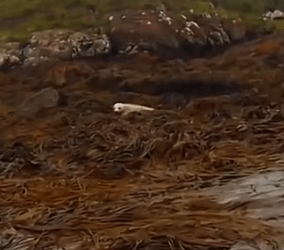 Part2 Animals Rescue #dogrescue #rescuedog #dogsofttiktok #foryoupage #foryou #dogs