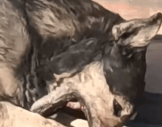 Part2 Animals Rescue #dogrescue #rescuedog #dogsofttiktok #foryoupage #foryou #dogs