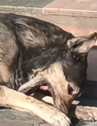 Part2 Animals Rescue #dogrescue #rescuedog #dogsofttiktok #foryoupage #foryou #dogs