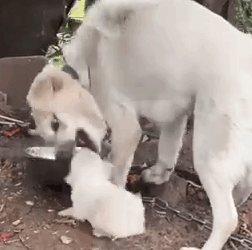 Part2 Animals Rescue #dogrescue #rescuedog #dogsofttiktok #foryoupage #foryou #dogs