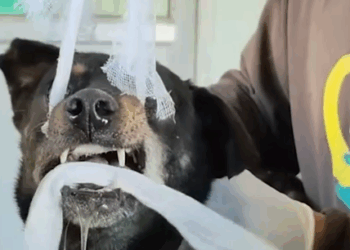 Part2 Animals Rescue #dogrescue #rescuedog #dogsofttiktok #foryoupage #foryou #dogs