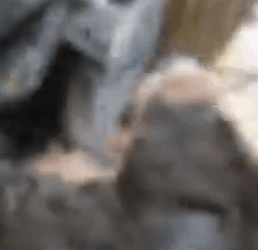 Part2 Animals Rescue #dogrescue #rescuedog #dogsofttiktok #foryoupage #foryou #dogs