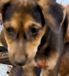 Part2 Animals Rescue #dogrescue #rescuedog #dogsofttiktok #foryoupage #foryou #dogs