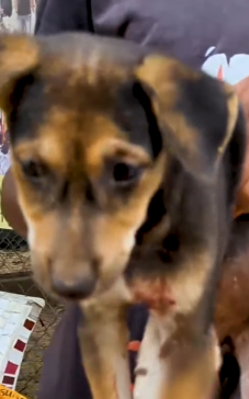 Part2 Animals Rescue #dogrescue #rescuedog #dogsofttiktok #foryoupage #foryou #dogs