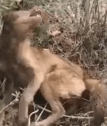 Part2 Animals Rescue #dogrescue #rescuedog #dogsofttiktok #foryoupage #foryou #dogs