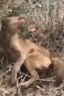 Part2 Animals Rescue #dogrescue #rescuedog #dogsofttiktok #foryoupage #foryou #dogs