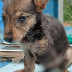 Part2 Animals Rescue #dogrescue #rescuedog #dogsofttiktok #foryoupage #foryou #dogs