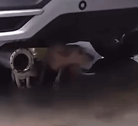 Part2 Animals Rescue #dogrescue #rescuedog #dogsofttiktok #foryoupage #foryou #dogs