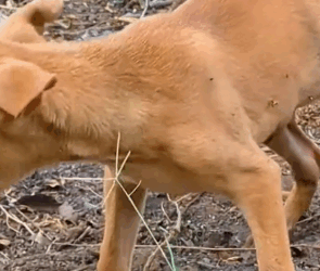 Part2 Animals Rescue #dogrescue #rescuedog #dogsofttiktok #foryoupage #foryou #dogs