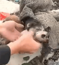 Part2 Animals Rescue #dogrescue #rescuedog #dogsofttiktok #foryoupage #foryou #dogs