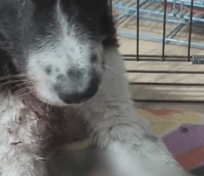 Part2 Animals Rescue #dogrescue #rescuedog #dogsofttiktok #foryoupage #foryou #dogs