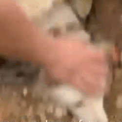 Part2 Animals Rescue #dogrescue #rescuedog #dogsofttiktok #foryoupage #foryou #dogs