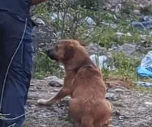 Part2 Animals Rescue #dogrescue #rescuedog #dogsofttiktok #foryoupage #foryou #dogs