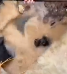 Part2 Animals Rescue #dogrescue #rescuedog #dogsofttiktok #foryoupage #foryou #dogs