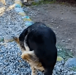 Part2 Animals Rescue #dogrescue #rescuedog #dogsofttiktok #foryoupage #foryou #dogs