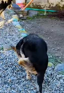 Part2 Animals Rescue #dogrescue #rescuedog #dogsofttiktok #foryoupage #foryou #dogs