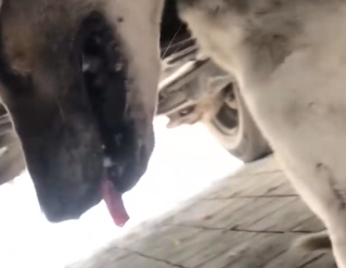 Part2 Animals Rescue #dogrescue #rescuedog #dogsofttiktok #foryoupage #foryou #dogs