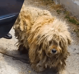 Part2 Animals Rescue #dogrescue #rescuedog #dogsofttiktok #foryoupage #foryou #dogs