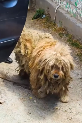 Part2 Animals Rescue #dogrescue #rescuedog #dogsofttiktok #foryoupage #foryou #dogs