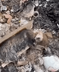 Part2 Animals Rescue #dogrescue #rescuedog #dogsofttiktok #foryoupage #foryou #dogs