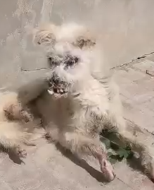 Her body was broken but her eyes begged for love_part2