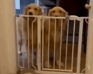 Part2 Animals Rescue #dogrescue #rescuedog #dogsofttiktok #foryoupage #foryou #dogs