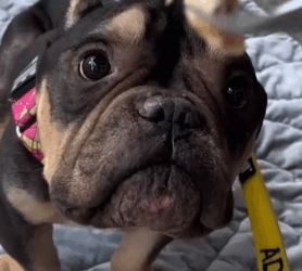 Everyone knows perfect angels have gas 🥰💨 Hamlet’s foster parents told us_part2