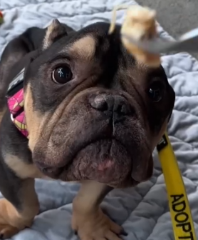 Everyone knows perfect angels have gas 🥰💨 Hamlet’s foster parents told us_part2