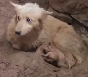 Part2 Animals Rescue #dogrescue #rescuedog #dogsofttiktok #foryoupage #foryou #dogs