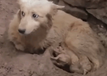 Part2 Animals Rescue #dogrescue #rescuedog #dogsofttiktok #foryoupage #foryou #dogs