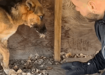 Part2 Animals Rescue #dogrescue #rescuedog #dogsofttiktok #foryoupage #foryou #dogs