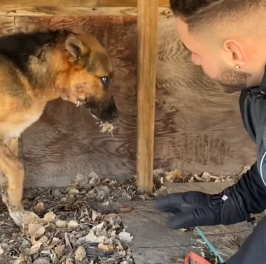 Part2 Animals Rescue #dogrescue #rescuedog #dogsofttiktok #foryoupage #foryou #dogs