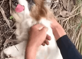 Part2 Animals Rescue #dogrescue #rescuedog #dogsofttiktok #foryoupage #foryou #dogs