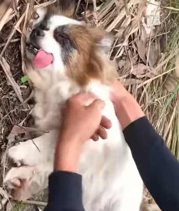 Part2 Animals Rescue #dogrescue #rescuedog #dogsofttiktok #foryoupage #foryou #dogs