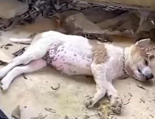 Part2 Animals Rescue #dogrescue #rescuedog #dogsofttiktok #foryoupage #foryou #dogs