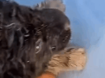 Part2 Animals Rescue #dogrescue #rescuedog #dogsofttiktok #foryoupage #foryou #dogs