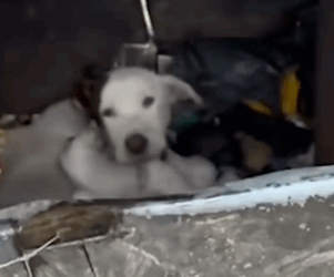 Part2 Animals Rescue #dogrescue #rescuedog #dogsofttiktok #foryoupage #foryou #dogs