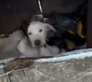 Part2 Animals Rescue #dogrescue #rescuedog #dogsofttiktok #foryoupage #foryou #dogs