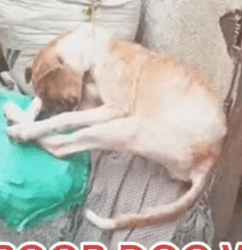 Part2 Animals Rescue #dogrescue #rescuedog #dogsofttiktok #foryoupage #foryou #dogs