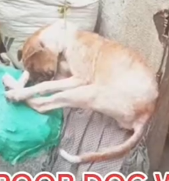 Part2 Animals Rescue #dogrescue #rescuedog #dogsofttiktok #foryoupage #foryou #dogs
