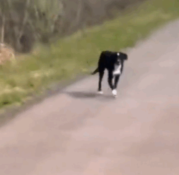 Part2 Animals Rescue #dogrescue #rescuedog #dogsofttiktok #foryoupage #foryou #dogs