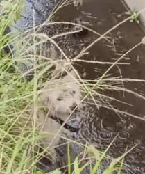 Part2 Animals Rescue #dogrescue #rescuedog #dogsofttiktok #foryoupage #foryou #dogs