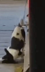 Part2 Animals Rescue #dogrescue #rescuedog #dogsofttiktok #foryoupage #foryou #dogs