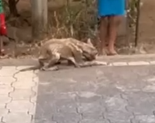 Part2 Animals Rescue #dogrescue #rescuedog #dogsofttiktok #foryoupage #foryou #dogs